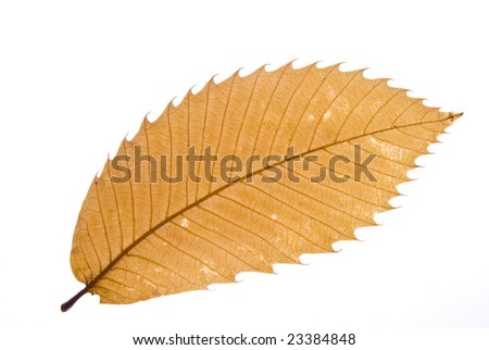 Similar – Image, Stock Photo Discoloration in autumn of the leaves of wild vine