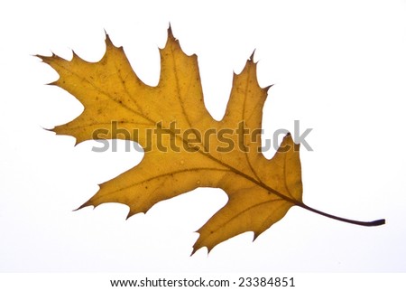 Similar – Image, Stock Photo Discoloration in autumn of the leaves of wild vine