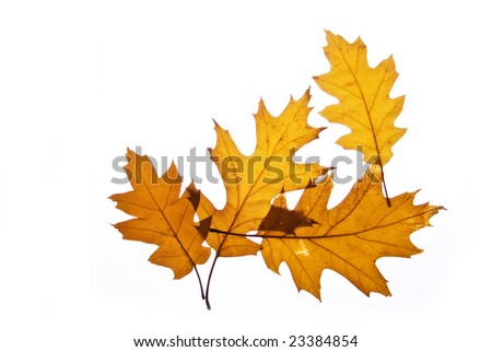 Similar – Image, Stock Photo Discoloration in autumn of the leaves of wild vine