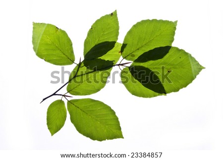 Similar – Image, Stock Photo Discoloration in autumn of the leaves of wild vine