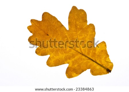 Similar – Image, Stock Photo Discoloration in autumn of the leaves of wild vine