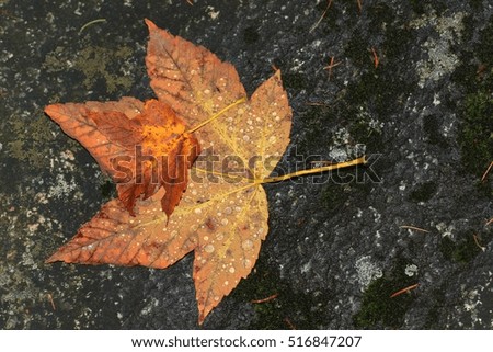 autumn leaf