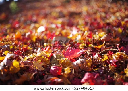 Autumn leaf