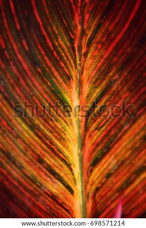 Similar – Foto Bild bunt gestreift Canna Blatt