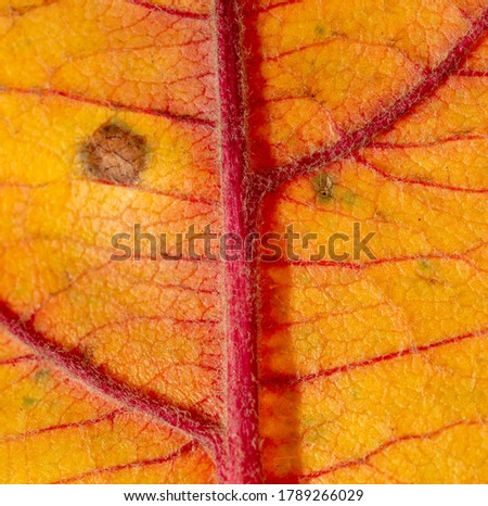 Autumn leaf as an abstract background. Texture