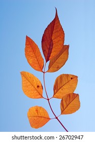autumn leaf for background