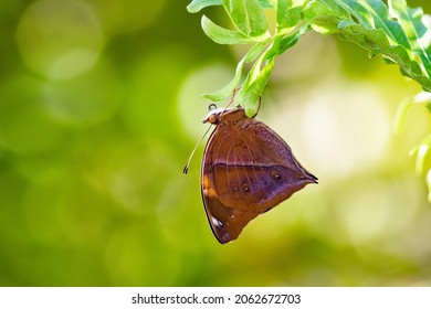 The Autumn Leaf Butterfly(Doleschallia Bisaltide)
