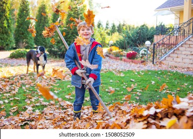 Autumn leaf cleaning. Child Raking Leaves. Boy gardener raking fall leaves in garden.