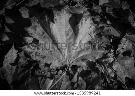 Autumn leaf close-up, black and white filte