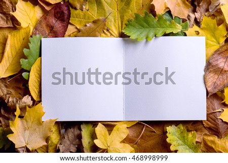 Similar – Image, Stock Photo Birch in autumnal back light