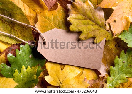 Similar – Image, Stock Photo Birch in autumnal back light