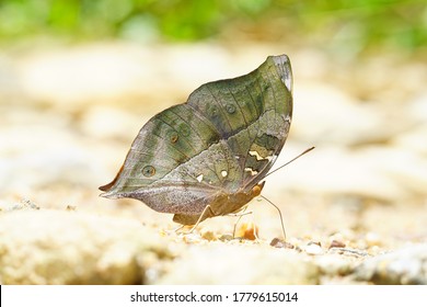 The Autumn Leaf
Doleschallia Bisaltide Cramer