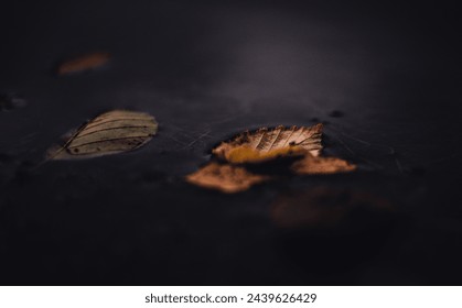 Autumn leaf down in a puddle  - Powered by Shutterstock