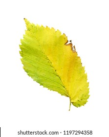 Autumn Leaf Elm Isolated On White Background. Asymmetry Slippery Elm  Leaf. 