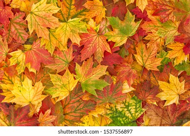 Autumn Leaf Fall. Maple Leaves. Nature Background