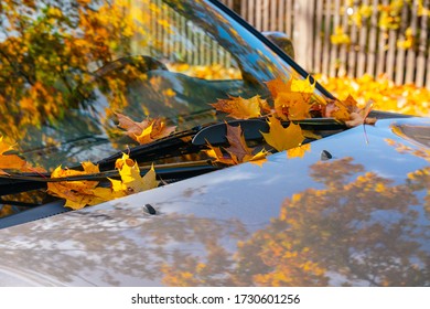 Autumn Leaf Fall. Yellow Maple Leaves Lie On A Car.