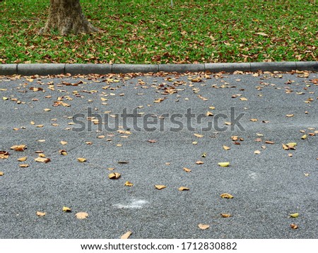 autumn leaf falling on the road in the park 