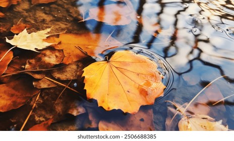 Autumn Leaf Floating in a Pool of Water suitable for business background, posters, wallpapers, banners, greeting cards, and advertising for business entities or brands. - Powered by Shutterstock