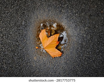 Autumn Leaf Floating in Rain Puddle on Asphalt