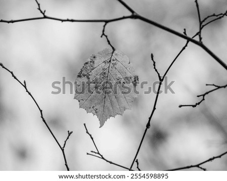 Similar – Nahaufnahme von kleinen, runden und roten Rosen-Hundefrüchten im Winter