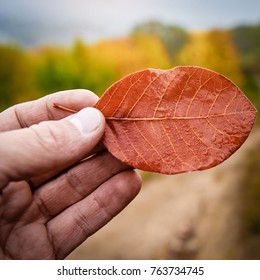 Autumn leaf in hand