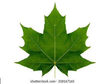 Maple Tree Canada Images, Stock Photos & Vectors | Shutterstock