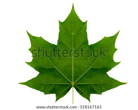 Autumn leaf  maple  on a white background isolated with clipping path.  Nature.  Closeup with no shadows. Macro. Indian summer. Green. For design of cards and web sites about nature.