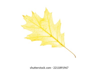 An Autumn Leaf Of The Northern Red Oak