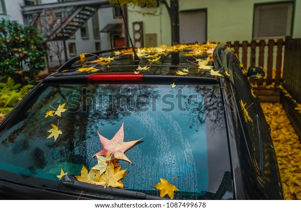 autumn leaf on back window car. rainy day. rain\
drop glass. autumn time season\
