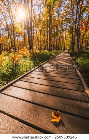 Autumn Leaf on Forest Wooden Boardwalk Trail Sun Flare Colorful Trees on Jesup Trail Acadia National Park New England. Beautiful Nature Fall Foliage