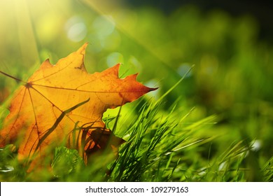 Autumn Leaf On Green Grass, Macro Closeup.