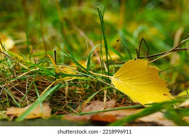 Autumn Leaf On Green Grass, Macro Closeup.