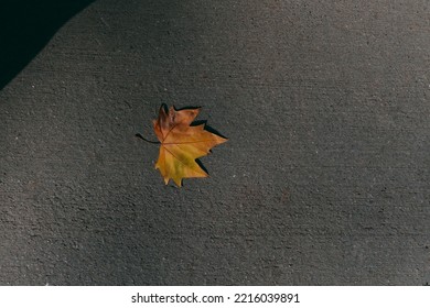 Autumn Leaf On The Ground.single Autumn Leaf.