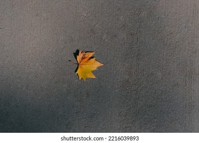 Autumn Leaf On The Ground.single Autumn Leaf.