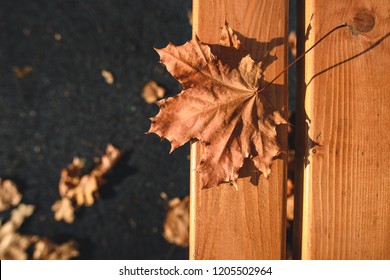 Autumn Leaf On A Park Bench.Orange Maple Leaves On The Ground In The Background. Top View