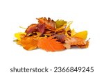 Autumn Leaf Pile Isolated, Colored Autumn Tree Leaves Set, Yellow Orange Green Foliage, Fall Leaf Collection on White Background Side View