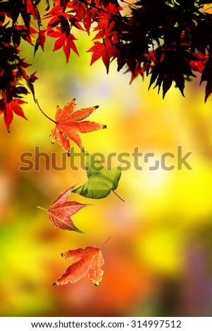 Similar – gegenüber von herbstlichen Blättern