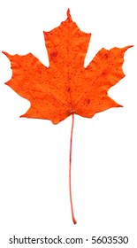 Autumn Leaf From A Sugar Maple Tree