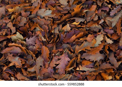 Autumn leaf texture. Autumn folic manycoloured texture. Winter leaf texture. Winter folic texture. Fall leaves background. Fall leaves wallpaper. Leaves on the ground background image.