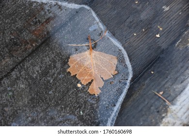 Autumn Leaf Trapped Under Ice