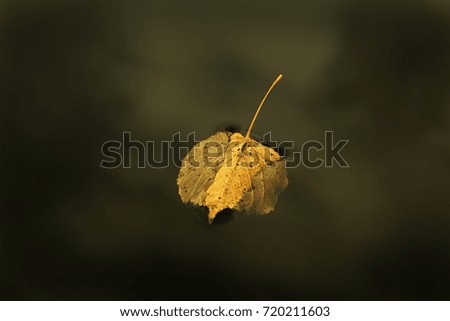 Similar – Image, Stock Photo leaf Nature Plant Autumn