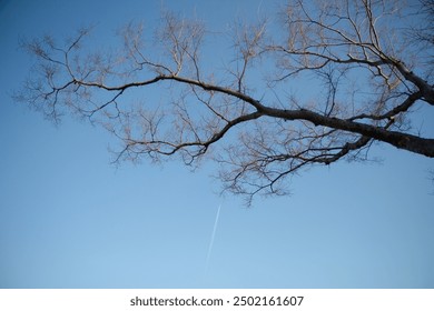 Autumn leafless trees with blue sky in the background and a clear aeroplane stripe. - Powered by Shutterstock