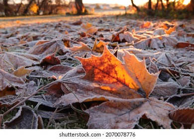 Autumn leafmaple leaves covered with frost in the morning. Early November 2021. Norway. - blurred image.