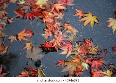 Autumn Leafs Float In A Rain Water Puddle In Seattle Washington