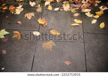 Autumn leafs in lodon sidewalks