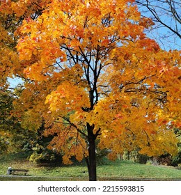 Autumn Leafs In A Warsaw Park