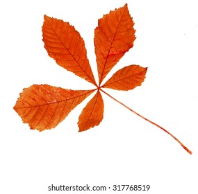 Autumn Leave. Isolated On White.