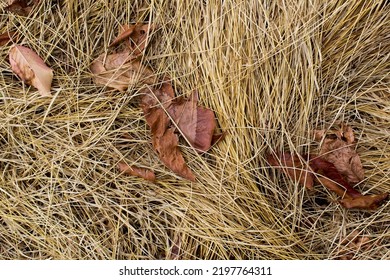 Autumn Leave On Dry Grass Top View