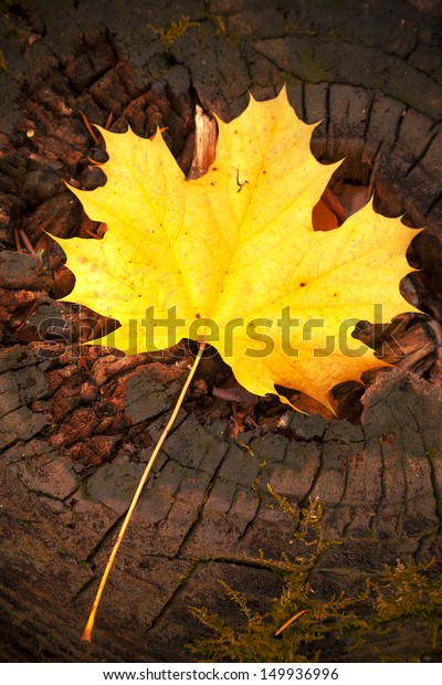 Autumn leave over wooden\
background