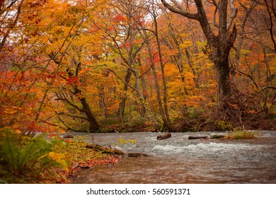 autumn leaves - Powered by Shutterstock